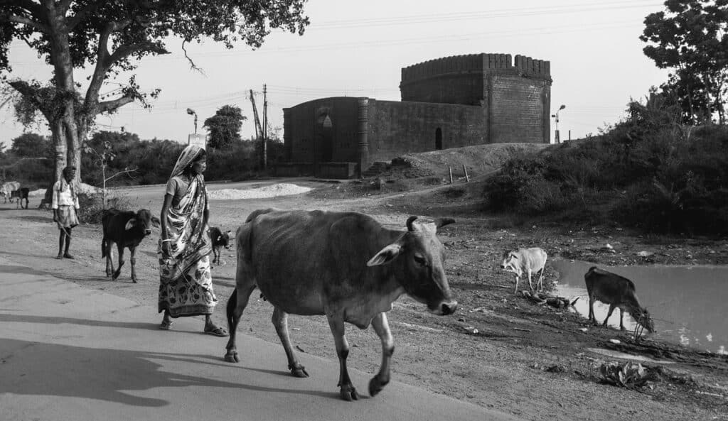 black and white, india, rural, people, street photography, animals, cows, bucolic, fort, bishnupur, bengal, gray cow