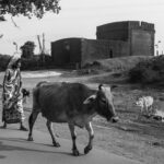 black and white, india, rural, people, street photography, animals, cows, bucolic, fort, bishnupur, bengal, gray cow